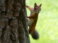 Парк культуры и отдыха «Дубки»