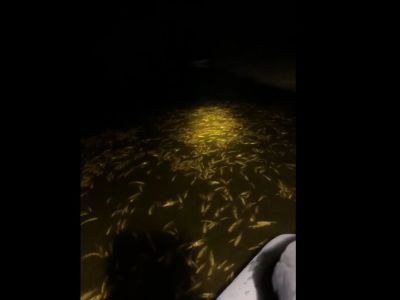 В Минэкологии устанавливают обстоятельства массовой гибели рыбы в реке Амге