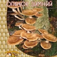 Опёнок зимний (12 шт.)
