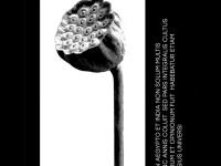 Футболка жен. МОДЕЛЬ 51 Черный/Lotos