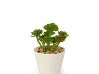 Суккулент Montauro