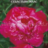 Пион молочноцветковый Себастьян Маас