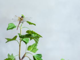 Якутянка создаёт из полимерной глины удивительно реалистичные цветы