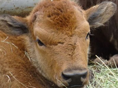 Конкурс на лучшее имя для бизончика объявили в Якутии