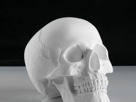 Гипс Череп анатомический, h-22 см.