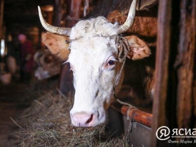 В Якутии сохраняется стабильная эпизоотическая ситуация