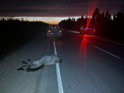 Помешали фары встречной машины: двух жеребят сбили насмерть в Горном районе Якутии