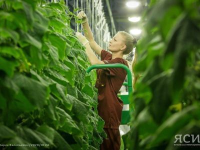 ВЭБ.РФ: Тепличный комплекс «Саюри» вышел на проектные мощности производства