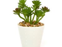 Суккулент Macerino