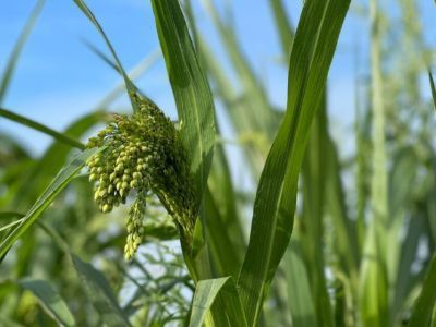 Минсельхоз Якутии: бюджет программы «Развитие кормопроизводства» увеличили до 175 млн рублей