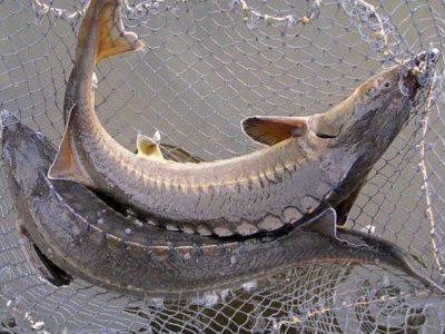 В России повысили штрафы за незаконный вылов краснокнижных рыб