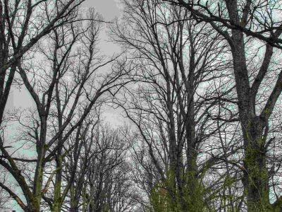 Усадебный парк Дондуковых-Корсаковых