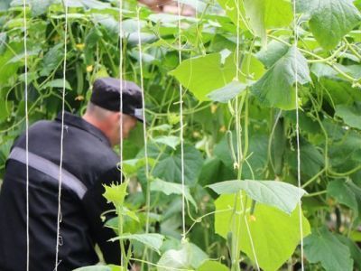 В исправительной колонии №7 оборудована новая теплица