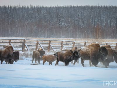 В Дирекции биоресурсов объяснили, что делать при нападении бизона