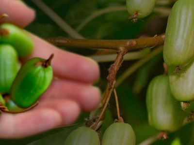 Актинидия: польза и вред для организма