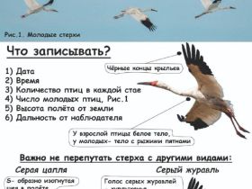 В Якутии стартовал осенний мониторинг стерха