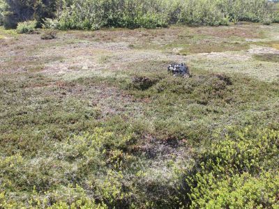 Колодец монастырский