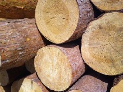 Завершено расследование уголовного дела по обвинению бывших работников лесничества в совершении коррупционных преступлений