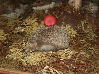 Музей истории крестьянства им. А. М. Ронжина