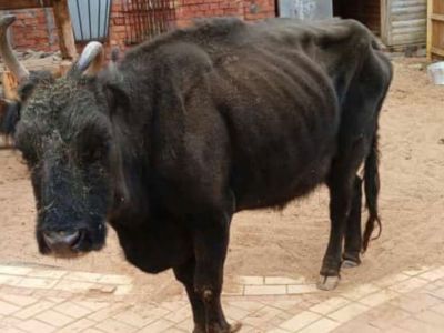 Снимок исхудалой коровы якобы якутской породы возмутил жителей Якутии