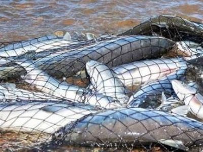 Прокуратура разъясняет об уголовной ответственности за незаконную добычу (вылов) водных биологических ресурсов