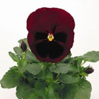 Виола крупноцветковая Инспайер Делюкс Ред Блотч (1уп-1000шт) (Профи)