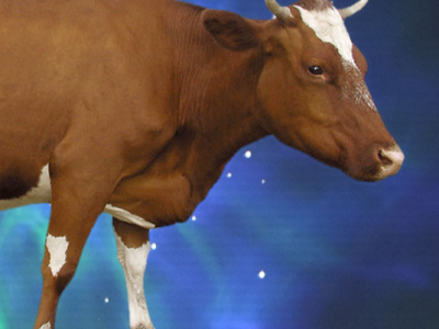 Чудо, или Как корова спасла театр