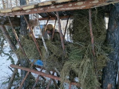 В Якутии общественники начали сезон подкормки лесных обитателей