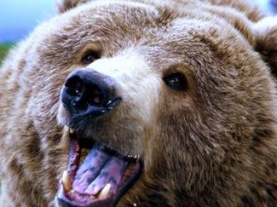 Район помогает с лицензией на медведя