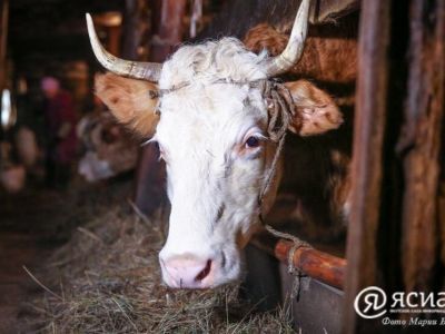 Семь районов Якутии на 90% выполнили план по заготовке молока