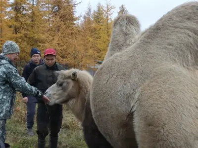Айсен Николаев посетил уникальный Плейстоценовый парк в Нижнеколымском районе