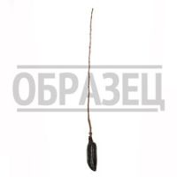 Вишня (Дюк) Эффектная (вишня х черешня)
