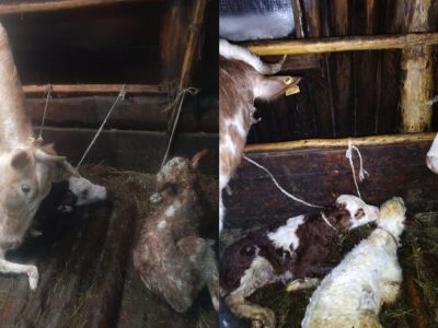 Фотофакт: в двух хозяйствах Намского района родились телята-близнецы