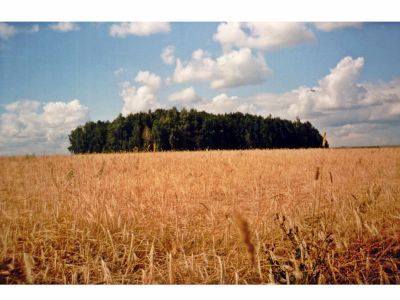 Священная роща