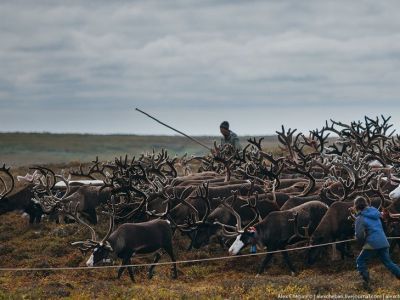 Трех оленеводов задержали в Усть-Янском улусе. Уполномоченный по правам КМНС разбирается в ситуации