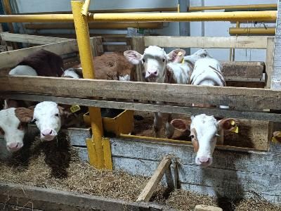 В Якокит пришла весна, прорастают семена!