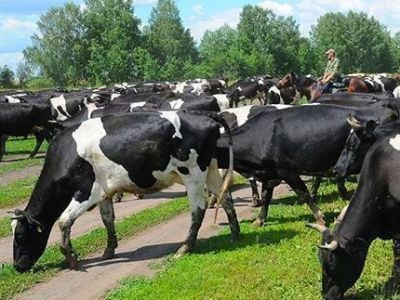 Энергетики напоминают о запрете выпаса скота в охранной зоне ЛЭП