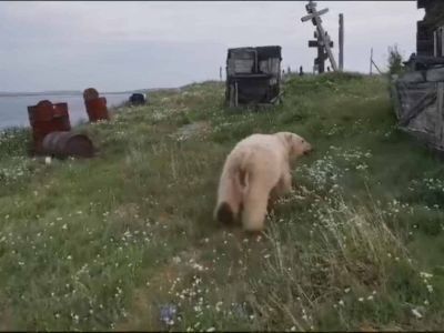 В Якутии вышедшего к арктическому поселку белого медведя отогнали к реке Оленек