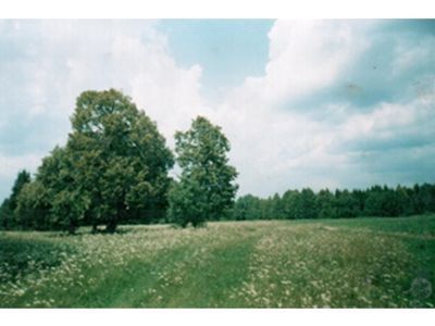 Священная роща