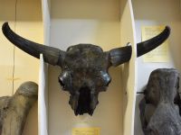 Ленинск-Кузнецкий краеведческий музей