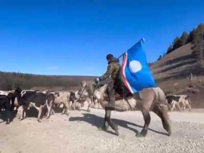 Видеофакт: в Хангаласском районе в честь Дня республики отогнали 320 голов рогатого скота в сайылык