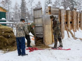 Лесных бизонов завезут в Олекминский район
