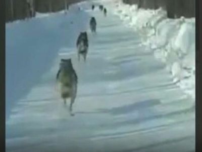 Минэкологии Якутии проводит административное расследование по факту видео с волками