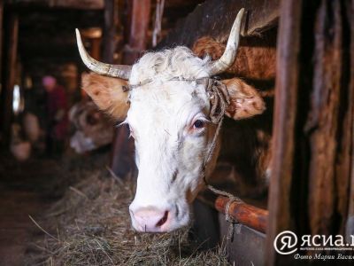 Новые методы лечения животных: ветеринары Якутии повысили свою квалификацию