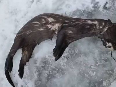 В Якутии рыбаку на крючок попался неожиданный зверь