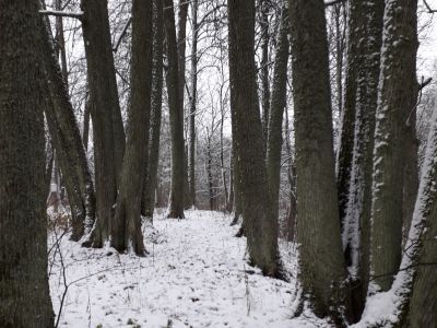 Усадебный парк имения Медуницкого