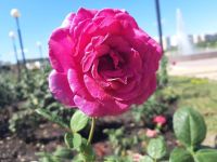 Парк роз г. Строителя