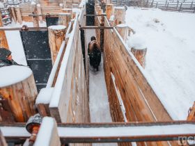 Лесных бизонов завезут в Олекминский район