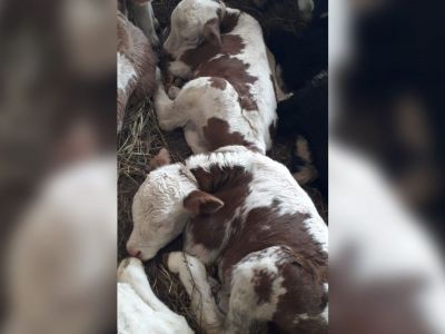 В хозяйстве Игнатьевых, которые получили корову от Путина, родились телята-близнецы