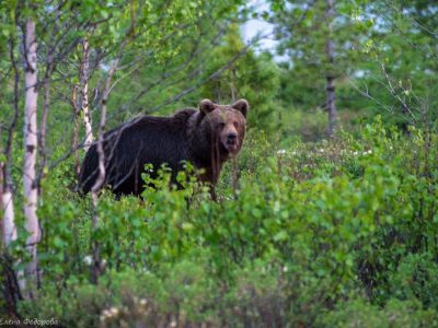 ВИДЕО. Голодные медведи окружили машину с людьми в Якутии